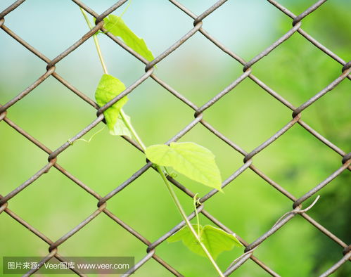 chain link fence with privacy slats,Chain Link Fence with Privacy Slats: A Comprehensive Guide1