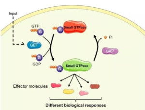 g protein linked,Understanding G Protein-Coupled Receptors: A Detailed Overview1