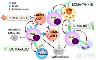 bruton’s x linked agammaglobulinemia,Understanding Bruton’s X-Linked Agammaglobulinemia