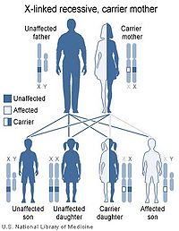 x linked inheritance diseases,x Linked Inheritance Diseases: A Detailed Overview2