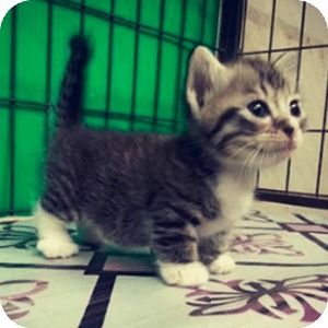 link kucing di,Link Kucing Di: A Comprehensive Guide